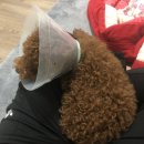 비타민동물메디컬센터 | 안양24시동물병원 비타민동물메디컬센터 후기