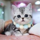 고양이분양 온리캣 | 서울고양이분양 찾는다면 포근함 가득한 강남고양이분양 캣프렌즈 방문후기 :)