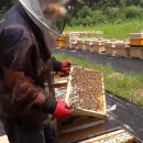 꿀벌자동차공업사 이미지