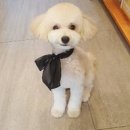 개 이쁜 애견미용샵 이미지