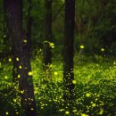 반딧불이 이미지