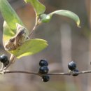 대천천2 이미지