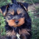 바둑이 애견 이미지