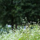 꽃이필무렵 이미지