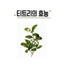 티트리 이미지
