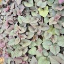 통째루 물고구마 모종 이미지