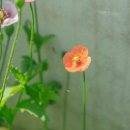 드니오니 이미지