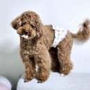 디자인독 | 반려견 매너밸트 브랜드 라비앙독 강아지 기저귀 사용 후기