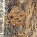 빗고개청국장 | 오지산행후기(745차) 명지지맥(수리재-불기산-빗고개) (2020.03.08(일))