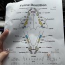 조이앤동물병원 이미지
