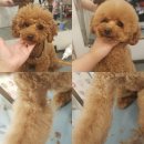 망고&체리 애견샵 이미지