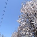 GR(괴산군)-[충민로]-하-30 | [충북 괴산] 강변캠핑장- 벚꽃캠핑 반려견동반 B3 사이트 후기 (2024년 4월 13~ 14일, 49번째 캠핑)