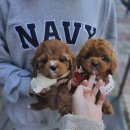 행운켄넬 | 부천강아지분양 잊지못할 우리 가족 새 식구 맞이 행복 찾기