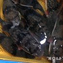 바닷가수산시장