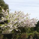 함덕초등학교선흘분교 이미지