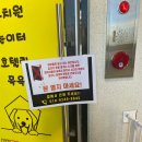 댕댕아 놀자 이미지