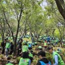 국제위러브유운동본부, 사하구 승학산에 철쭉 7000주 식재 이미지