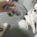 안녕하개 이미지