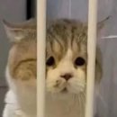 슈가팸팸 | 쿠키 구웠어요