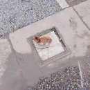 고양이 마을 | 대만 고양이마을 허우통 여행 후기, 고양이 천국이었던 곳