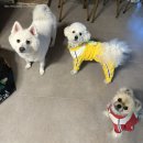 파인힐애견펜션 이미지