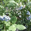 예지농장 이미지