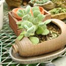 포도향이흐르는마을 이미지