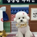 편안한댕 | [양천구 애견미용샵] 사진까지 찍어주는 "편안한댕" 후기