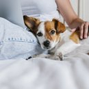 정겨운 동물병원 이미지