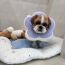 지지네 애견호텔&놀이방 | 대구 달서구 애견 놀이방 &amp; 호텔 : 모여라솜뭉치 찐 후기