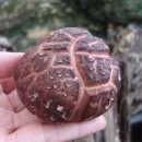 참소오리 이미지