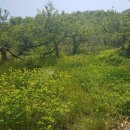 대산리축사 이미지