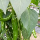 대실농장 이미지