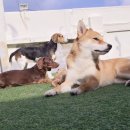 블루 독 스쿨 이미지