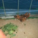 서화농장 이미지