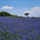 (주)수레 이미지