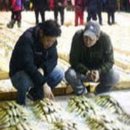 11월 7일, 참돔회, 160미 참조기, 파조기, 밴댕이, 병어, 덕자, 자랭이, 민어, 붕장어, 수조기, 잡어, 아귀... 맛있게 드 이미지