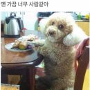 밈