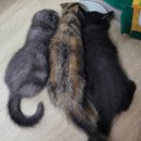 냥아치냥 이미지