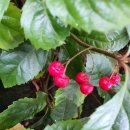 갈월버섯농장 이미지