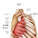 전거근 통증 및 강화운동 (위치, 기능) 이미지