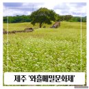 상사화피는농촌체험휴양마을 | 제주 와흘 메밀 문화제 메밀꽃 축제정보 개화상황 빙떡 지름떡 메밀차 맛본 후기