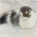 베베멍 강아지고양이분양 시흥본점 | 사랑스러운 고양이 믿고 분양받은 먼치킨분양 베베멍 강아지분양 고양이분양 시흥본점 이야기