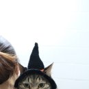 고양이 미용& 호텔 우연히, 캣 네이버블로그