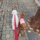 개좋은날 이미지