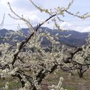 소월1리 이미지