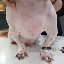 플러스동물병원 이미지