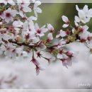 장복산길 티스토리