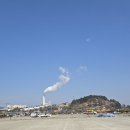 서천 마량리 동백나무 숲 이미지