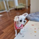 빠박이 애견미용 이미지